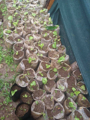 Kava Plant