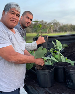 American Kava Farming