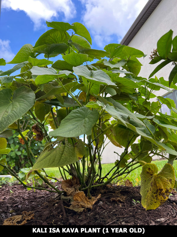 Kava Plant (Piper methysticum)