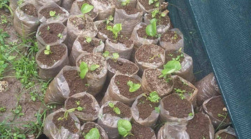 Kava Plant
