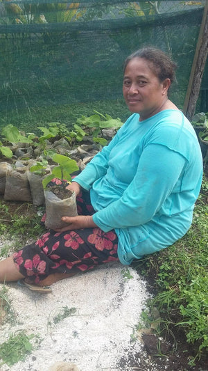 Kava plant