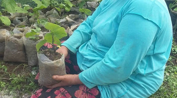 Kava plant