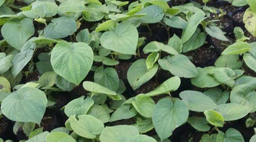 Grow kava grow - September 7 - 2017