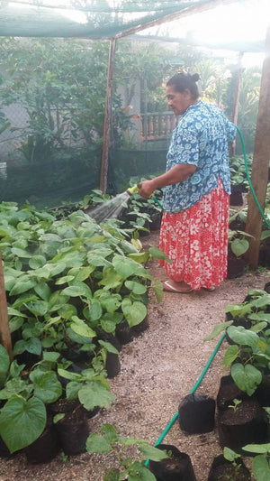 Kava Farming