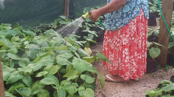 Kava Farming