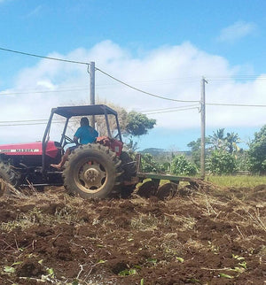 Plowing and fencing our future fields of Kava - October 25 - 2017