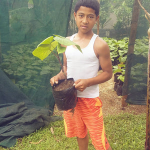 Kavafied Kava Farm 