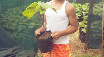 Kavafied Kava Farm 