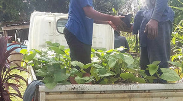 Transplanting Kava - November 15 - 2017