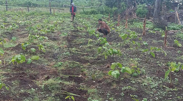 Kava Farm Tonga