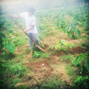 Planting Kava