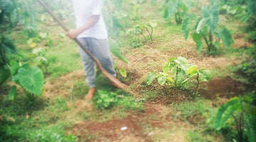 Planting Kava
