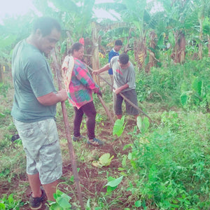 Family Kava Farm 