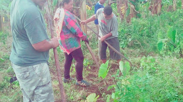 Family Kava Farm 