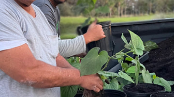 American Kava Farming