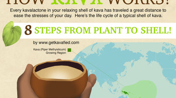 How Kava Works Kava Infographic