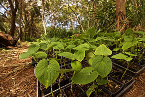 Where Does Kava Come From? The South Pacific Kava Belt Explained