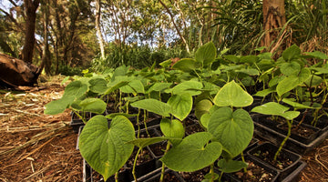 Where Does Kava Come From? The South Pacific Kava Belt Explained