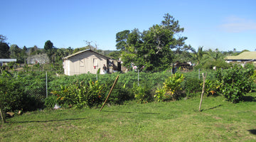 Kava Nursery Beginnings - March 24 - 2017