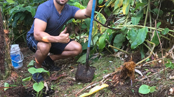 How To Grow Kava - Reviewing “Pacific Kava: A Producers Guide
