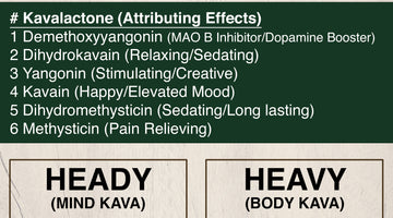 Why Different Kavas Have Different Effects - Kavalactones