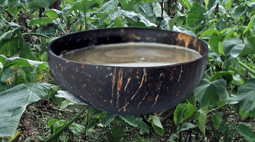 Where did Kava originate?