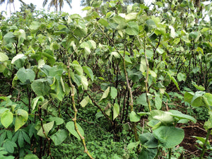 Kava Plants and Kava Growing Essentials