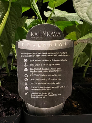 Magic Kava Bucket - Automatic Kava Beverage Maker – Kavafied