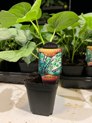 Kava Plant (Piper methysticum)