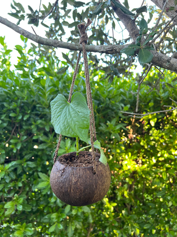 Eco-Friendly Hanging Coconut Kava Planter
