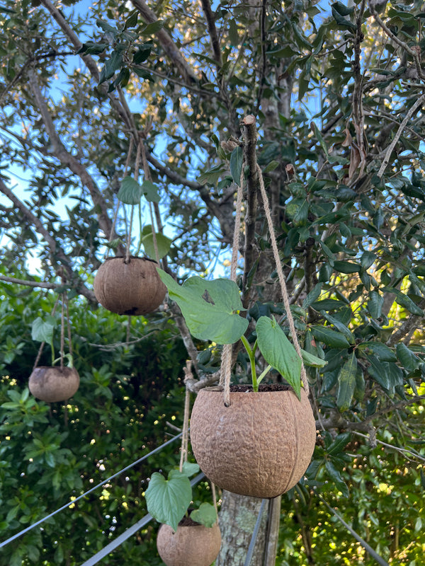 Eco-Friendly Hanging Coconut Kava Planter