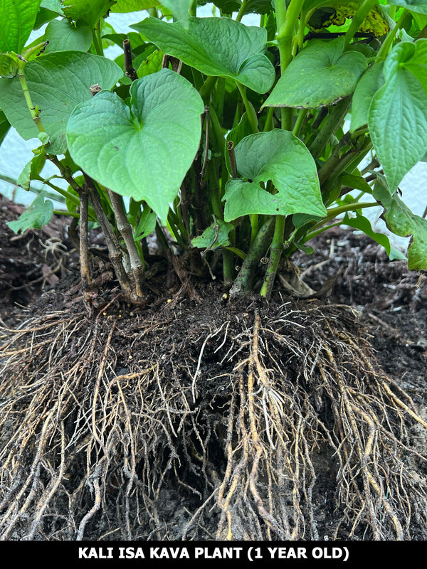 Kava Plant (Piper methysticum)