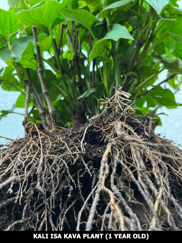Kava Plant (Piper methysticum)